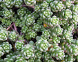 Roofing contractor Ozark Green Roofs in Fayetteville in Arkansas